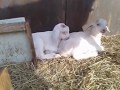 Козлята с мамами и папой🐐