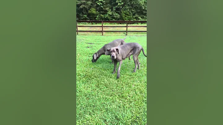 Sisters playing on a beautiful day in NC