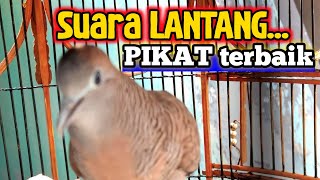 Suara perkutut lokal gacor, paling di cari suaranya bagus dan kristal