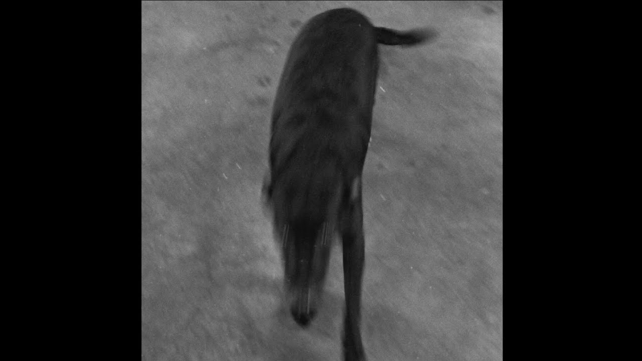 nic - coma white ' audio 