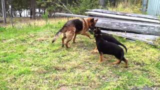 Monarchpark Sasha playing with her two puppies