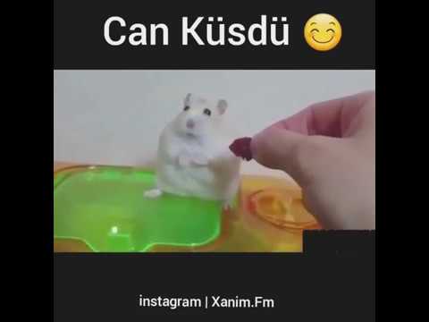 Küsdüm