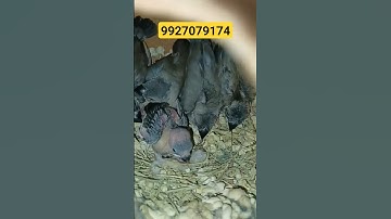 Java Sparrow breeding lajawab progress #shorts #viral #birds