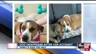 Family needs your help finding dog who disappeared after car accident
