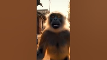 First vlog                                                 #firstvlog #monkeyvideo #monkeyvlogs