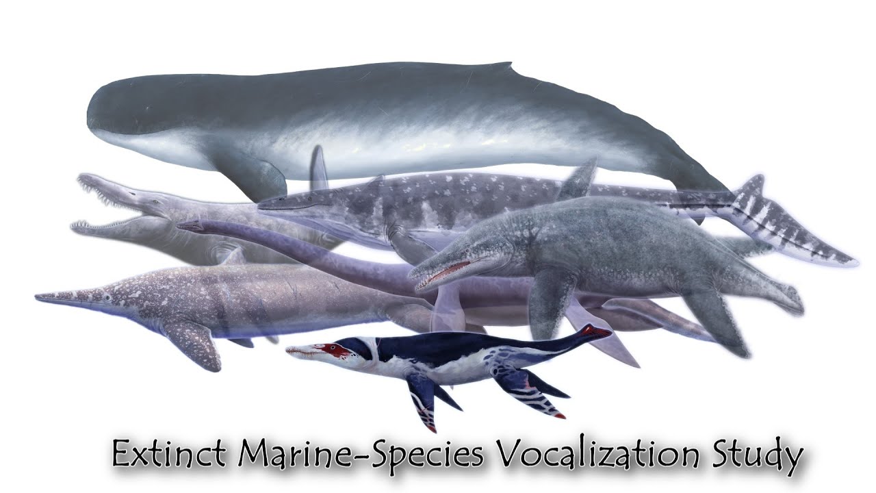 Extinct Marine Species Vocalization Study YouTube Extinct Marine Species Vocalization Study YouTube