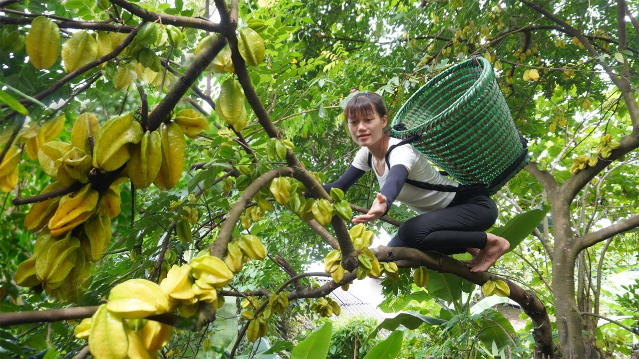 Harvesting star fruit go to the village market to sell, Green forest life, free bushcraft daily life