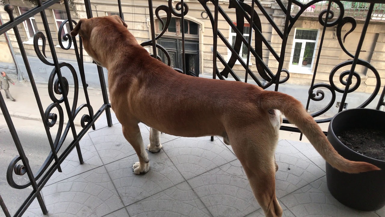 Ка Де Бо (Ca de Bou Dog) на охране, голос!