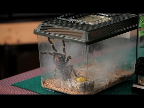 Comment nettoyer le Terrarium | Animaux tarentules