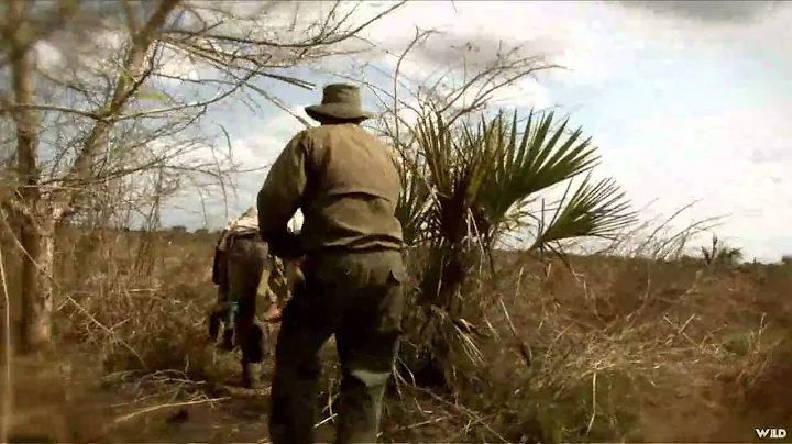 Aim On Africa - Plains Game and Cape Buffalo