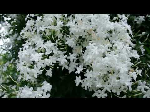 تخربيشة علاش 