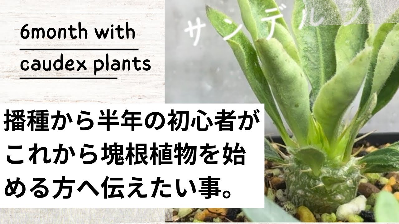 What I've learned in my first 6 months of growing caudex plants