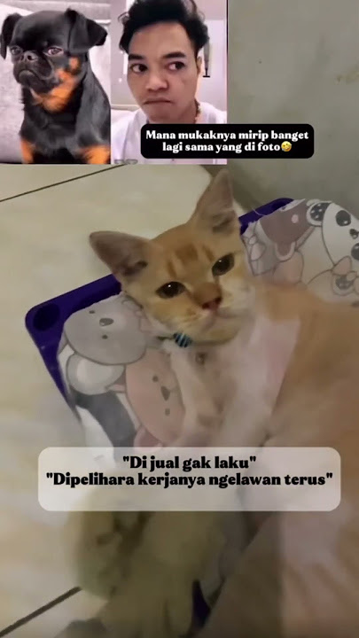 Kucing mirip reza arap #catlover #kucingoren #shorts #kucing #funnycats #cutecat