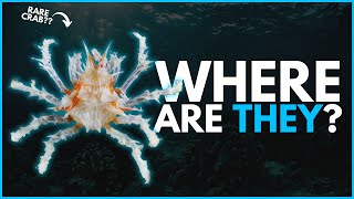 Searching For Best Scuba Diving In Philippines Marine Biology Doentary