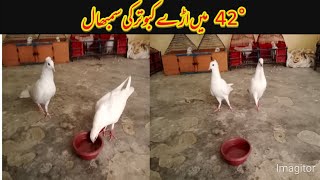 42° 4:00 Bjay Betha Ma Sha Allah | Kabootar Bazi | 2021 42° 4:00 Bjay Betha Ma Sha Allah | Kabootar Bazi | 2021