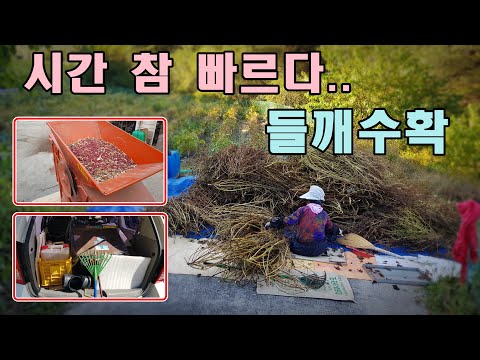 [귀촌귀농] 들깨풍구작업,병원 이발,보험수령,휘발유,경유,<strong>연탄보일러</strong> 구입