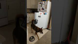 Dog fetches beer from fridge!