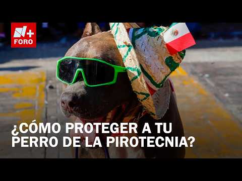Warning Issued Regarding the Dangers of Fireworks for Pets, Mexico City