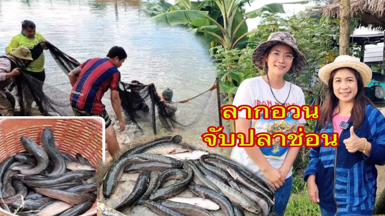 ปลาช่อน จับปลาข่อใหญ่