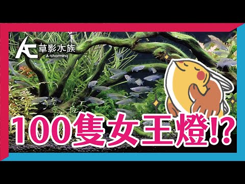 水面總是有油膜 帶你了解油膜產生的原因與處理 Ac草影水族 Youtube