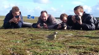 Kopie Van Blonde Ruiter