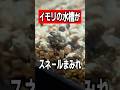 【イベリアトゲイモリ】もはやスネール水槽!でも水質維持にはもってこい?!【ろ過】