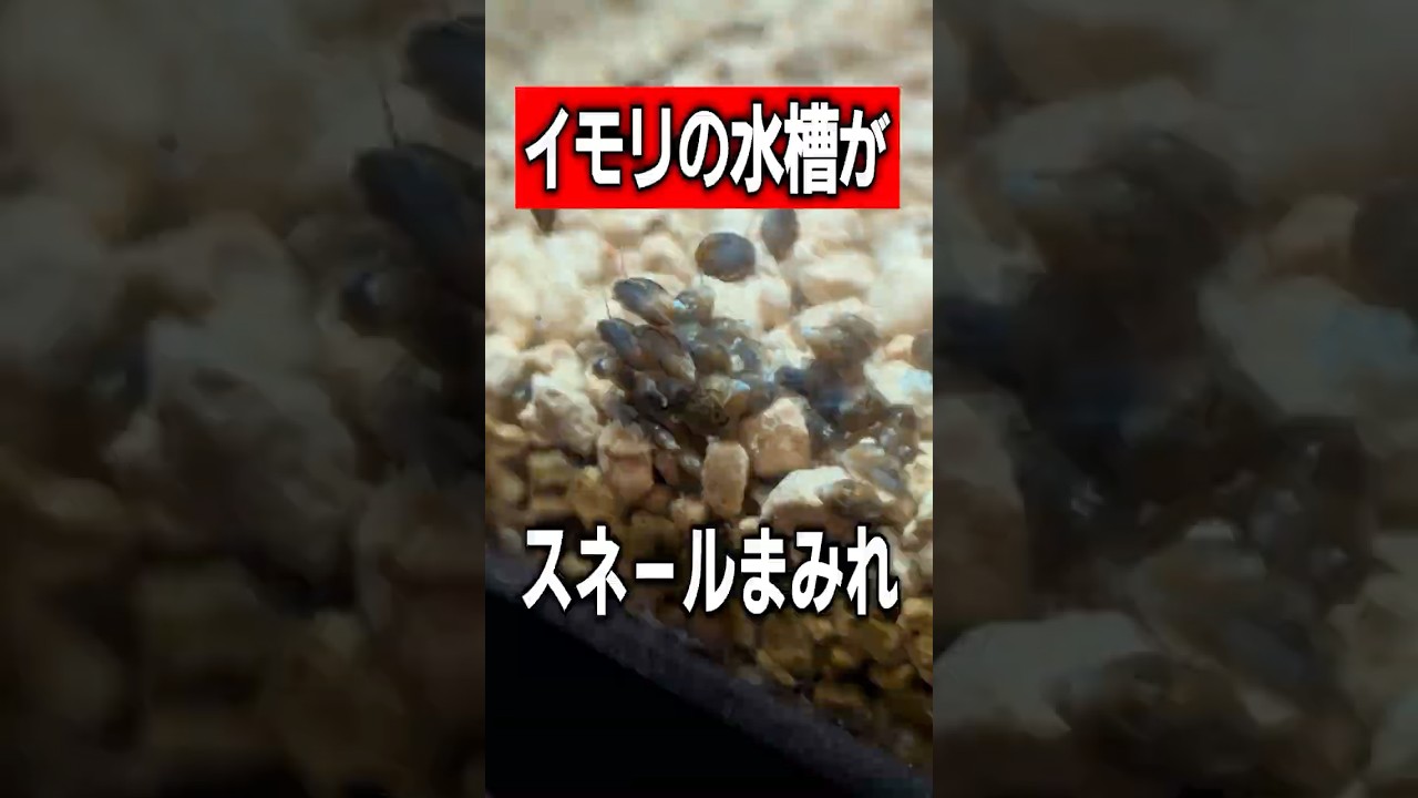 【イベリアトゲイモリ】もはやスネール水槽!でも水質維持にはもってこい?!【ろ過】
