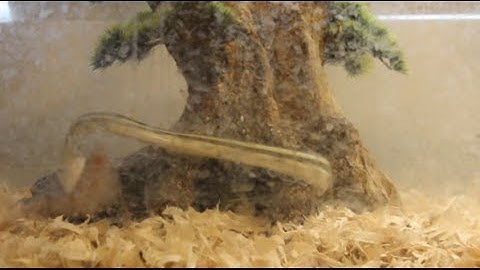 Coastal Carpet Python Live Feeding [HD]