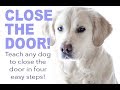 Close the door: Four steps to teach your dog to close the door! Close the door: Four steps to teach your dog to close the door!