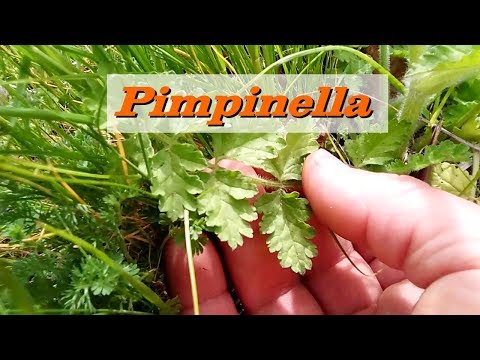 Riconoscere la Pimpinella (Pimpinella Anisum) le proprietà e come cucinarla