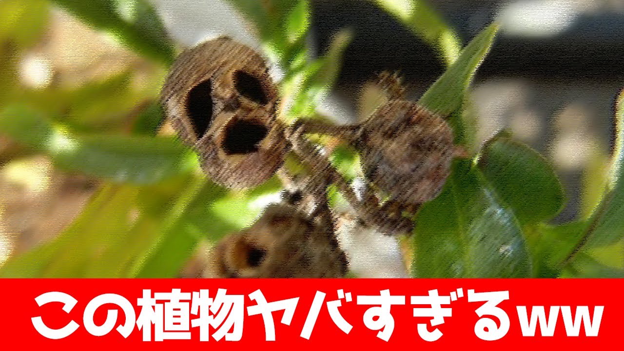 実際に存在する不気味な植物がヤバすぎるww ツッコミ Youtube