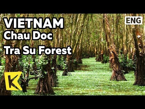 Video 【K】Vietnam Travel-Chau Doc[베트남 여행-쩌우독]새들의 군락지 짜스 짬나무... - youtube