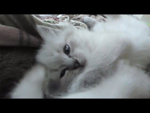 Video: Flesgevoede Kittens: Nachtmerries In De Maak?