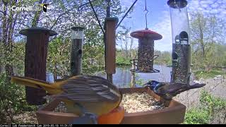 Two Male Orioles — Different Plumages! — Visit the Cornell Lab FeederWatch Cam at Sapsucker Woods