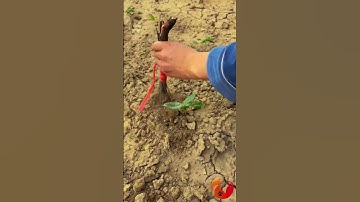 The process of loosening the soil around a seedling - powerful tool for a small vegetable garden