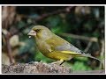 ΦΩΝΕΣ ΓΙΑ ΠΙΑΣΙΜΟ ΑΓΡΙΩΝ ΓΛΩΡΩΝ carduelis chloris