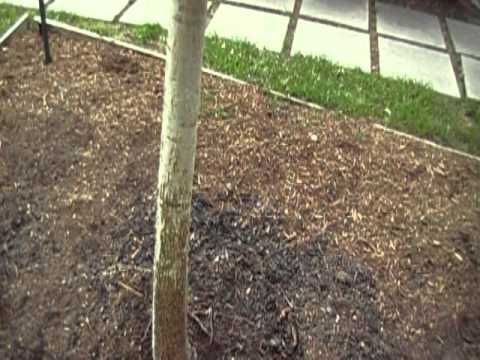 Video: What Is A Nuttall Oak: Learn How To Grow A Nuttall Oak Tree