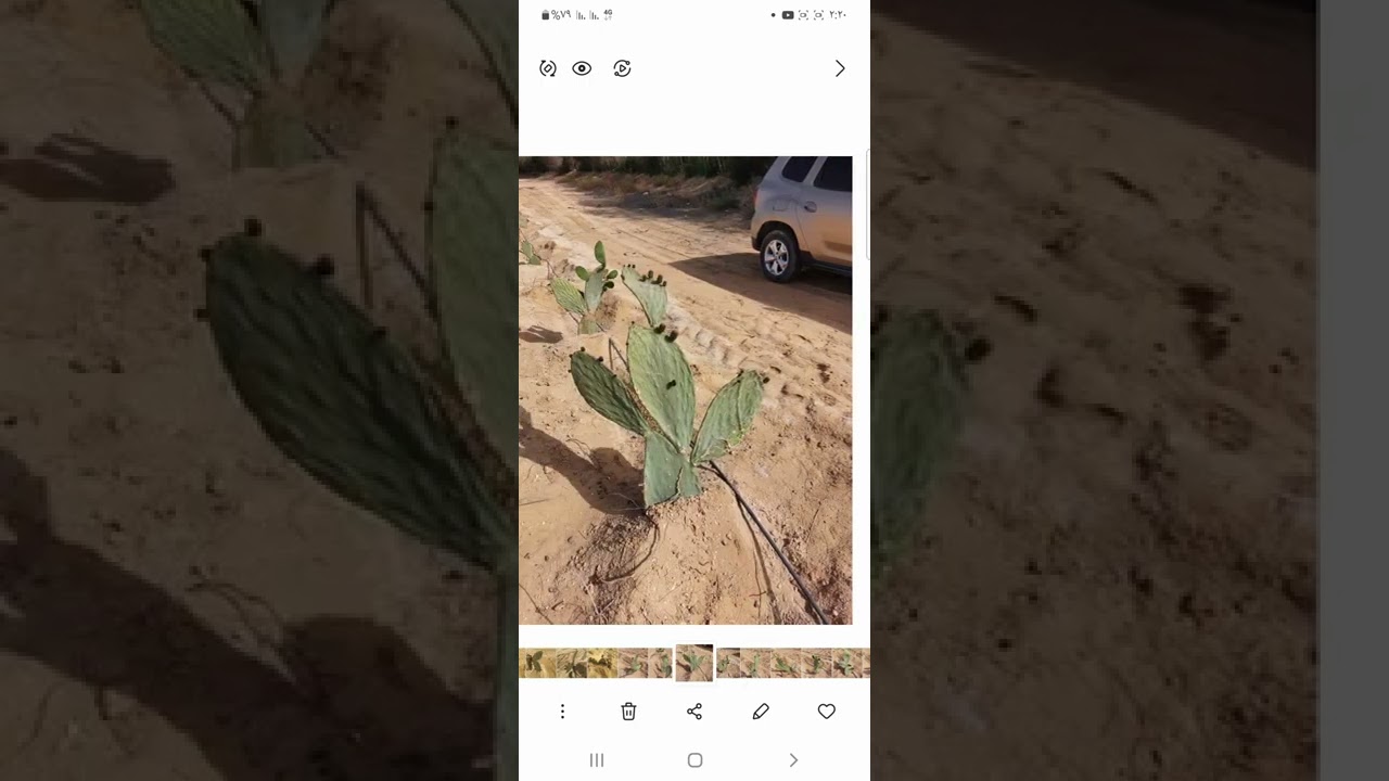 شاهد شكل كتف التين الشوكى بعد الزراعة بشهر بدون أى خدمة رى فقط