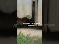 Хотел сфотографировать собачку, а получил звездюлей от её хозяина #драка #shorts