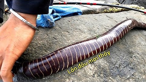 Câu cá, Biển Đà Nẵng, Lần đầu tiên gặp cá lạ tại Mũi Nghê.Sơn Trà