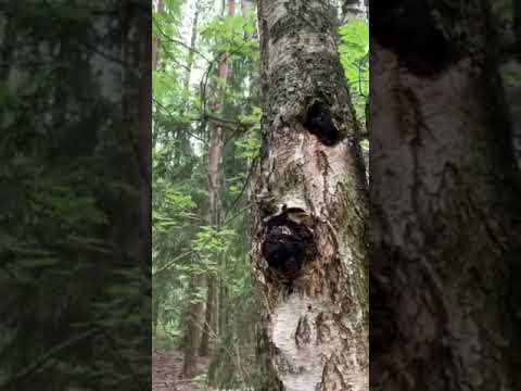 Video: Puu Pojeng. Kasvav