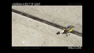 Hurrah A Bolt of Light - THIS WILD LOVE