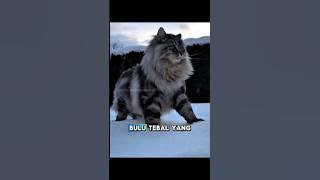 Norwegian Forest Cat: The Graceful and Cold-Resistant Forest Giant #shorts #viralvideo