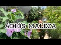 ✨” podando y quitando MALEZA en mi JARDÍN | De jungla a Paraíso Verde, ”✨