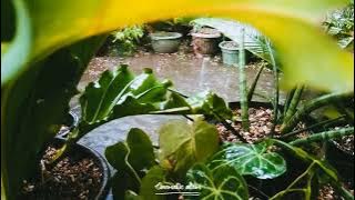 cinematic alam 30 detik daun basah