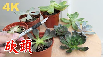 多肉植物繁殖 Youtube