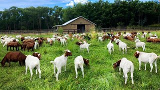 My 1 Hectare Farm of Free-range chickens, Ducks, and Goats! Smart Method to Raise and Feed Goats!