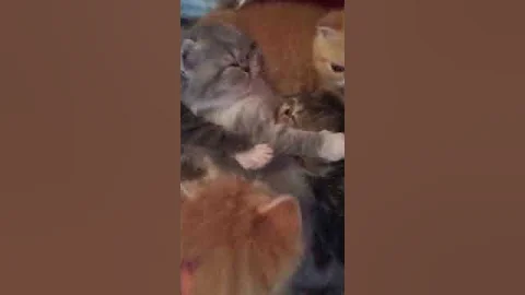 Watch the video about Cute sleepy exotic shorthair kittens