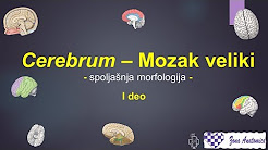 cerebrum, veliki mozak, spoljasnja morfologija, anatomija, cns, medicinski fakultet novi sad, silvijanova fisura, video predavanje, zona anatomica