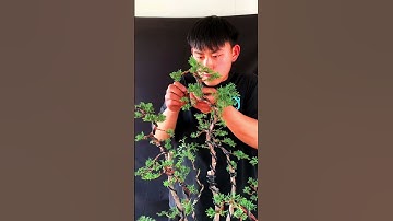 Thợ trẻ uốn 1 chậu Tùng Bonsai cụm rừng #bonsaitips #bonsaitutorial  (P.134)